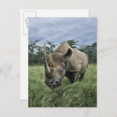 Black Rhinoceros, Diceros bicornis, Kenia Briefkaart (Voorkant / Achterkant)