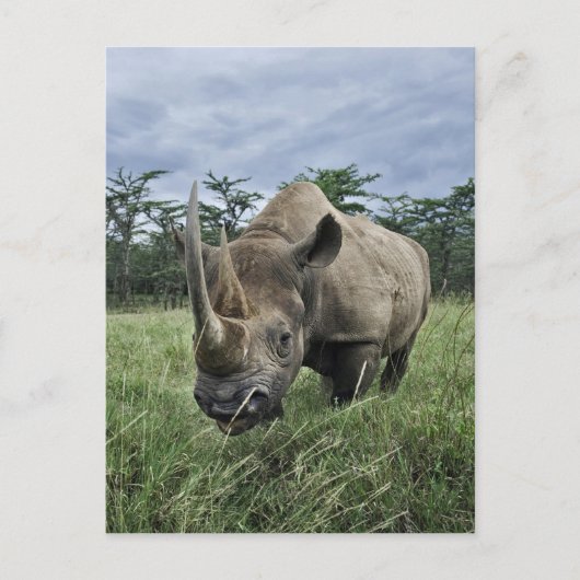 Black Rhinoceros, Diceros bicornis, Kenia Briefkaart (Voorkant)