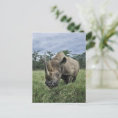 Black Rhinoceros, Diceros bicornis, Kenia Briefkaart (Staand voorkant)