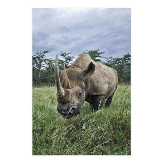 Black Rhinoceros, Diceros bicornis, Kenia Foto Afdruk (Voorkant)
