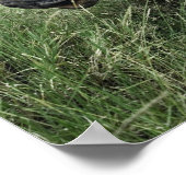 Black Rhinoceros, Diceros bicornis, Kenia Poster (Hoek)