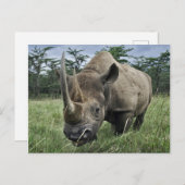 Black Rhinoceros | Kenia Briefkaart (Voorkant / Achterkant)