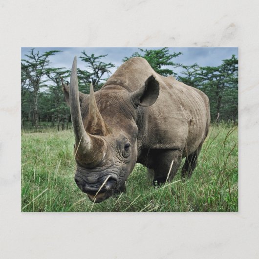 Black Rhinoceros | Kenia Briefkaart (Voorkant)