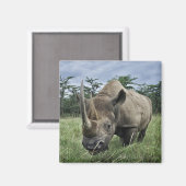 Black Rhinoceros | Kenia Magneet (Voorkant / Achterkant)