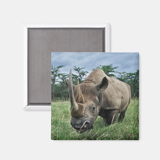 Black Rhinoceros | Kenia Magneet (Voorkant / Achterkant)