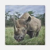 Black Rhinoceros | Kenia Magneet (Voorkant)