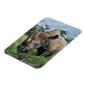 Black Rhinoceros | Kenia Magneet (Linkerzijde)