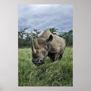 Black Rhinoceros   Kenia Poster