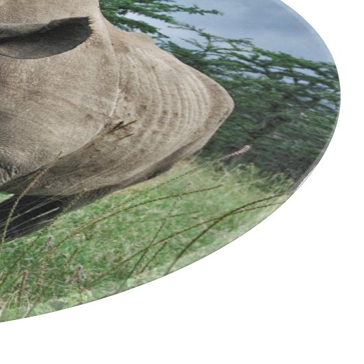 Black Rhinoceros | Kenia Snijplank (Hoek)