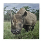 Black Rhinoceros | Kenia Tegeltje (Voorkant)