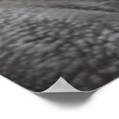 Black Rhinoceros Photo Poster (Hoek)