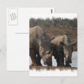 Black Rhinos Briefkaart (Voorkant / Achterkant)