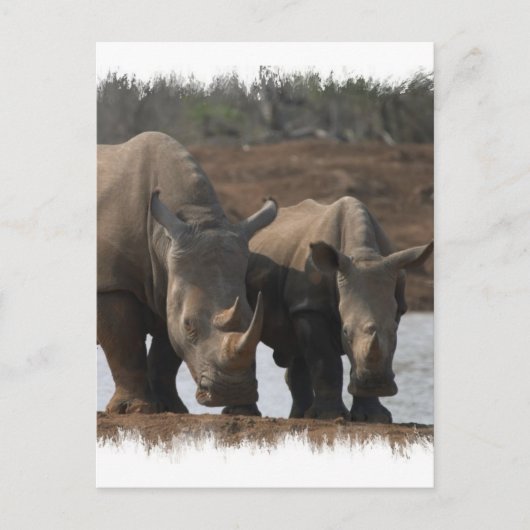 Black Rhinos Briefkaart (Voorkant)