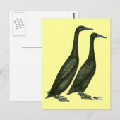 Black Runner Ducks Briefkaart (Voorkant / Achterkant)
