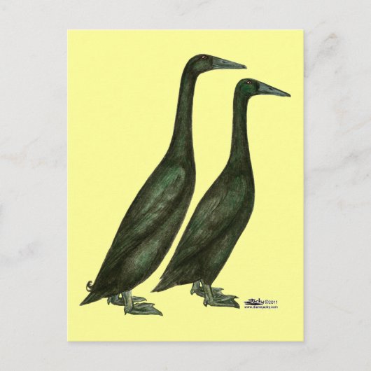 Black Runner Ducks Briefkaart (Voorkant)