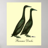 Black Runner Ducks Poster (Voorkant)