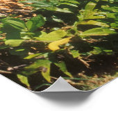 Black Sand Beach Hana Maui Hawaii Poster (Hoek)