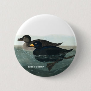 Black Scoter, Audubon, Zee Duck, Birder Accessory, Ronde Button 5,7 Cm