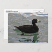 Black Scoter Duck, Unalaska Island Briefkaart (Voorkant / Achterkant)