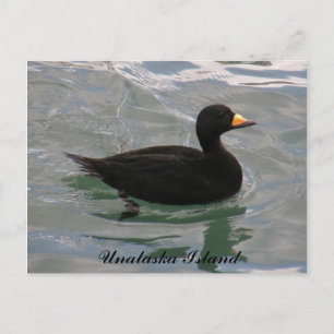 Black Scoter Duck, Unalaska Island Briefkaart