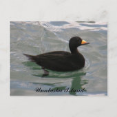 Black Scoter Duck, Unalaska Island Briefkaart (Voorkant)