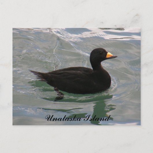 Black Scoter Duck, Unalaska Island Briefkaart (Voorkant)