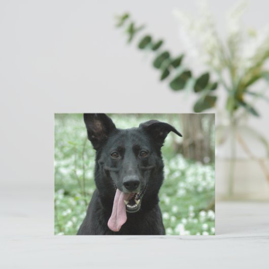 Black Shepherd Briefkaart (Staand voorkant)