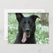 Black Shepherd Briefkaart (Voorkant / Achterkant)