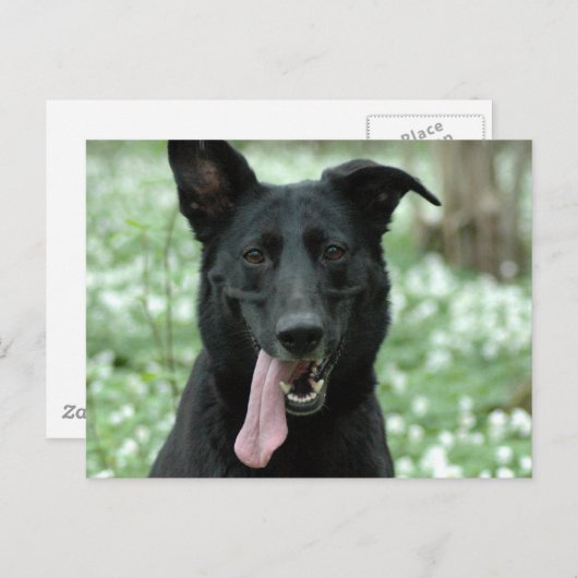 Black Shepherd Briefkaart (Voorkant / Achterkant)