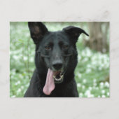 Black Shepherd Briefkaart (Voorkant)