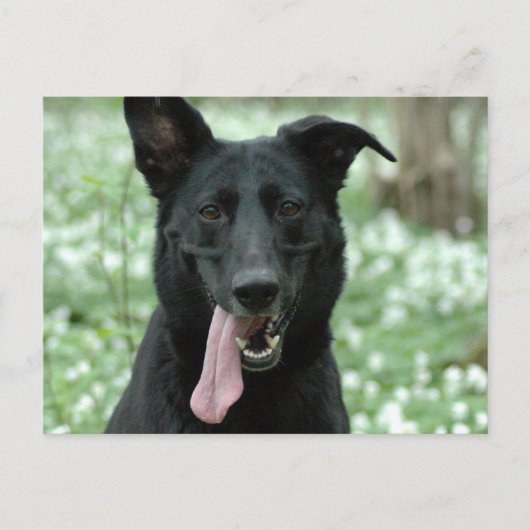 Black Shepherd Briefkaart (Voorkant)
