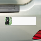 Black Shepherd Bumpersticker (Op auto)