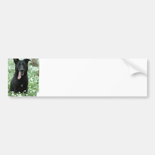 Black Shepherd Bumpersticker (Voorkant)