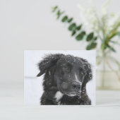 Black Shepherd Dog in the Snow Briefkaart (Staand voorkant)