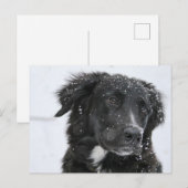 Black Shepherd Dog in the Snow Briefkaart (Voorkant / Achterkant)