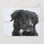 Black Shepherd Dog in the Snow Briefkaart (Voorkant)