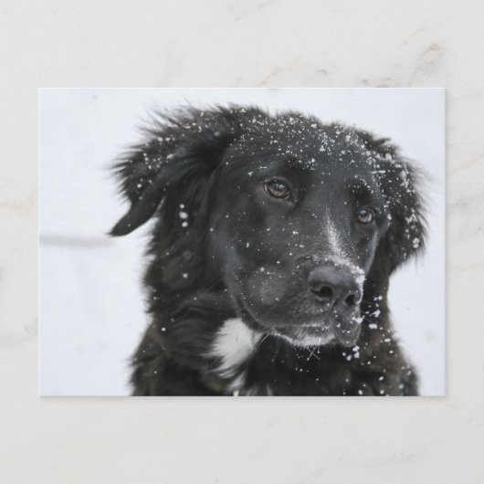 Black Shepherd Dog in the Snow Briefkaart (Voorkant)