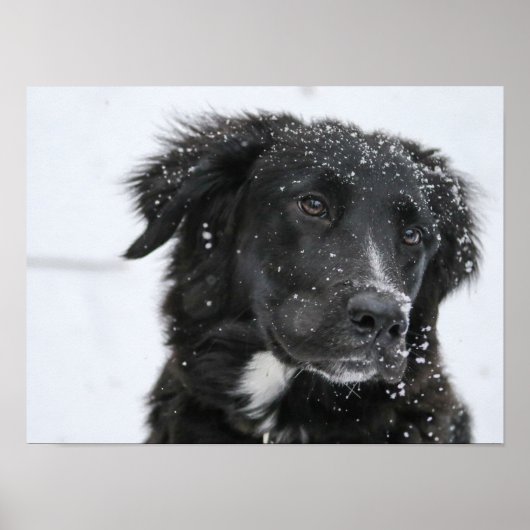 Black Shepherd Dog in the Snow Poster (Voorkant)