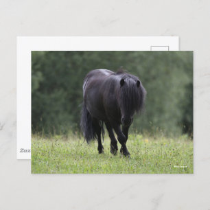 Black Shetland Pony Stallion Walking Briefkaart