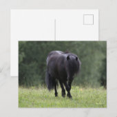 Black Shetland Pony Stallion Walking Briefkaart (Voorkant / Achterkant)