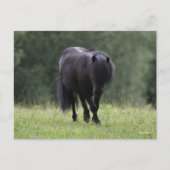 Black Shetland Pony Stallion Walking Briefkaart (Voorkant)