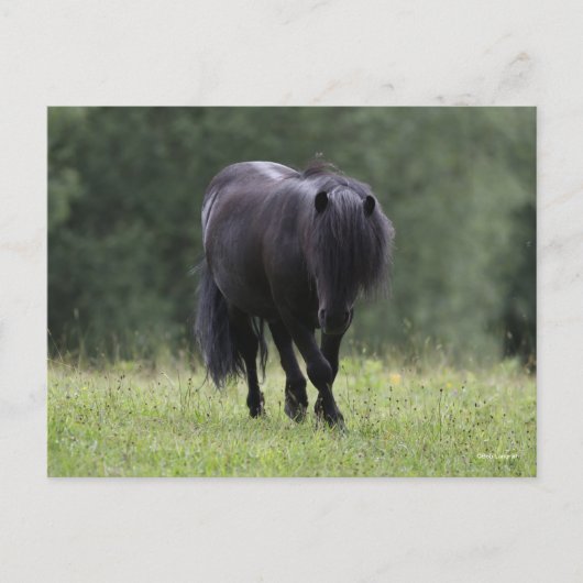 Black Shetland Pony Stallion Walking Briefkaart (Voorkant)