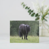 Black Shetland Pony Stallion Walking Briefkaart (Staand voorkant)