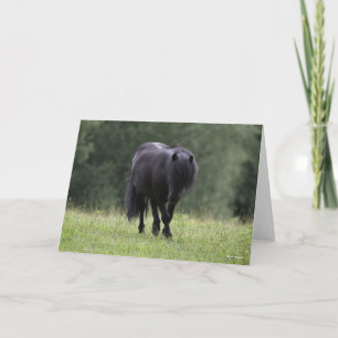 Black Shetland Pony Stallion Walking Kaart