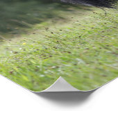 Black Shetland Pony Stallion Walking Poster (Hoek)