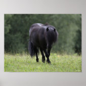 Black Shetland Pony Stallion Walking Poster (Voorkant)