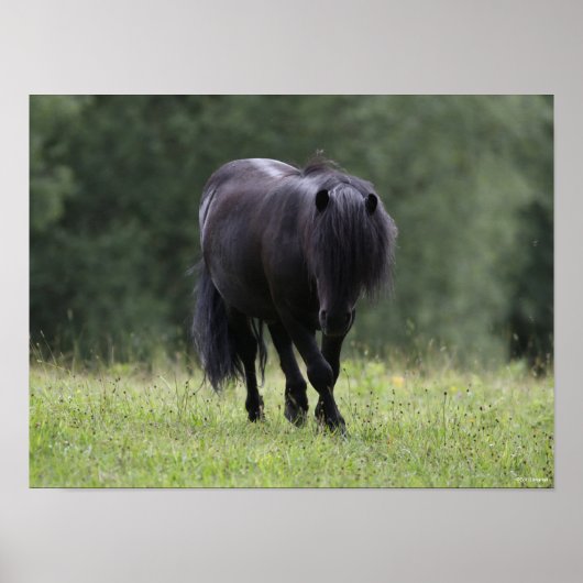 Black Shetland Pony Stallion Walking Poster (Voorkant)