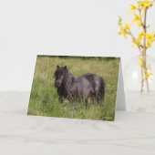 Black Shetland Stallion Standing In Grass Kaart (Gele Bloem)