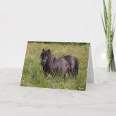 Black Shetland Stallion Standing In Grass Kaart (Voorkant)