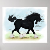 Black Shire Draft Horse Equine Anatomine Poster (Voorkant)